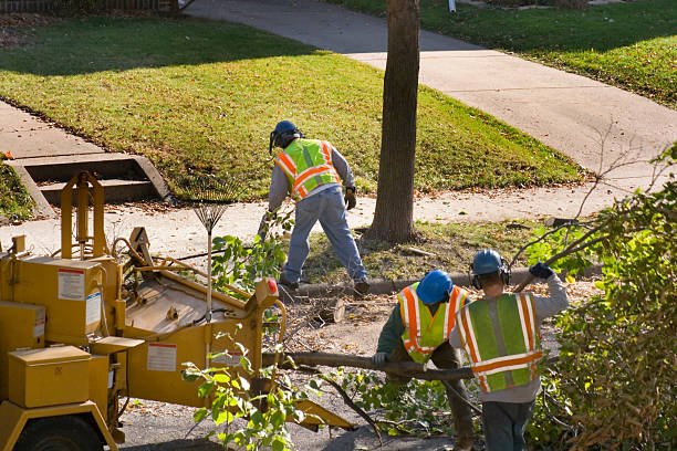 Professional Tree Service in Tampa, FL